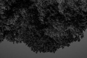 “Falena” è il nuovo singolo dei Rogue Charlie